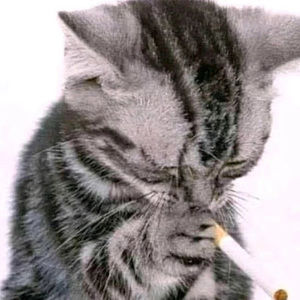 Meet your Posher, Sarai